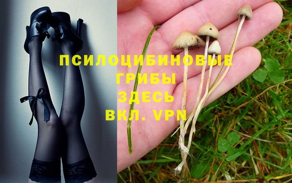 ПСИЛОЦИБИНОВЫЕ ГРИБЫ Инта
