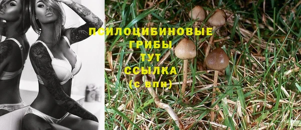 ПСИЛОЦИБИНОВЫЕ ГРИБЫ Инта