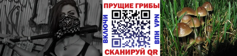 Купить закладки  Сольвычегодск  Псилоцибиновые грибы мухоморы 